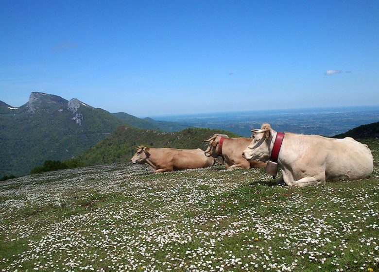 Vallée de l’Artiguette