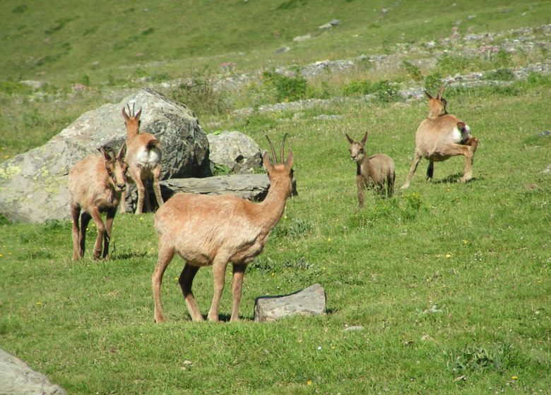 Sentier des Marmottes